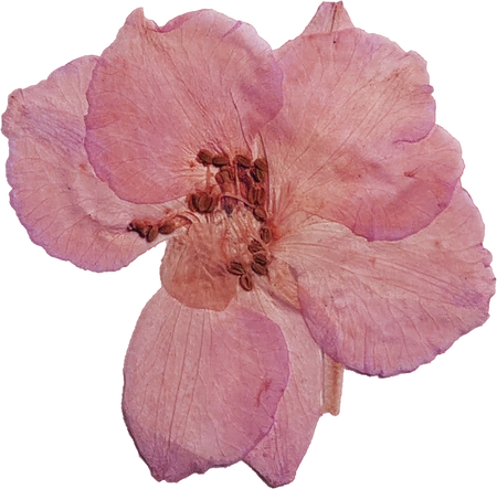 Pressed Pink Flower